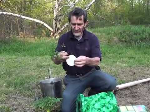 Testing the Topsy Turvy tomato planter