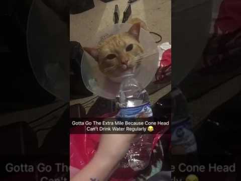 Cat Can't Drink Water Regularly. Cone Head !