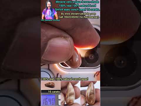 Miracle very unique brown shade 100% real 100% natural Lord SHIVA eyes conch pearl 16 carats.