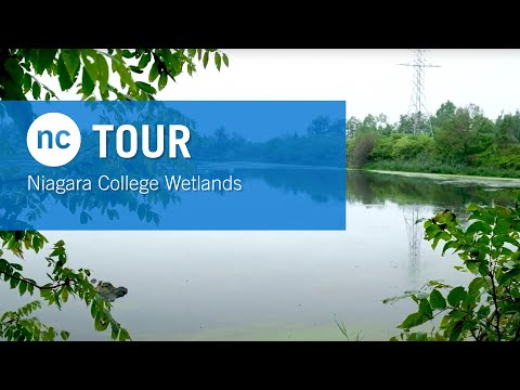 NC Tour ~ Niagara College Wetlands