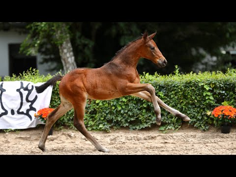 Nr. 51   Stutfohlen "Mary Poppins" von Schwarzgold - Wiener Walzer xx