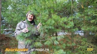 Naturkanalen 41 - Weymouths-Fyr
