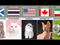 Cat Breeds From Different Countries