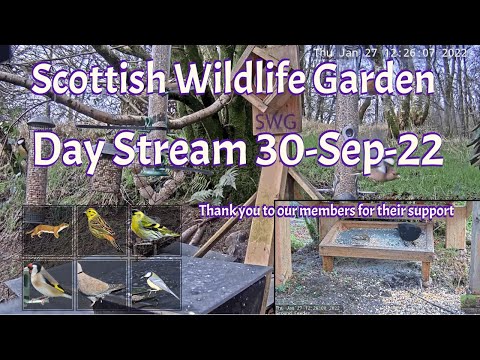 Day Stream September 30th 2022 | Bird Feeders, Wildlife Cameras Scotland UK from SWG