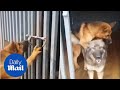 German Shepherd Rescues Fellow Dog From Cage Only To Mount Her Daily Mail