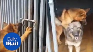 Download lagu German Shepherd rescues fellow dog from cage only to mount her - Daily Mail mp3