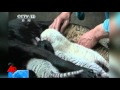 Raw Video: Dog Nurses Rare Chinese Liger Cubs