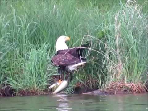 Eagle Lands Northern Pike in Nevis, MN June 4 2016