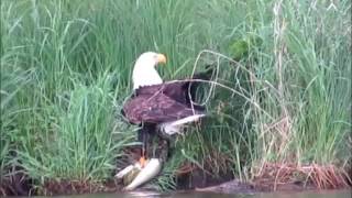 Eagle Lands Northern Pike in Nevis, MN June 4 2016