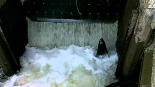 preview picture of video 'Voights Creek Hatchery - Salmon Run 2011 - Orting, WA - #3'