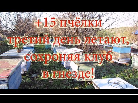 ОБЛЁТ ПЧЁЛ НА ПАСЕКЕ , ОКТЯБРЬ +15 в ТЕНИ, ЕСТЬ ЛИ КЛУБ В ПЧЕЛОСЕМЬЯХ???🔥🔥🔥