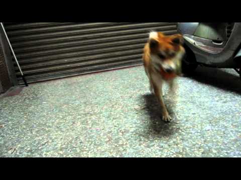 果汁玩球&姐姐唱歌~影片(原發表者:果汁媽)(影片)