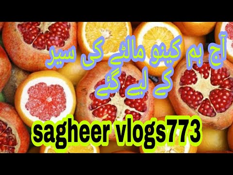 0range fruit farming in pakistan / orange plant /maltay ka khubsurat bag|sagir vloges7733|sagirvlog|