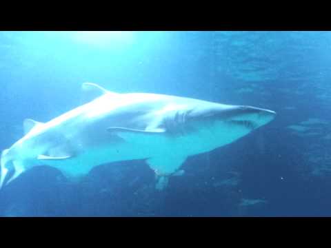 Океонариум