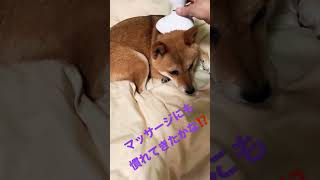 首こりマッサージ豆柴　#shibainu  #柴犬 #cute #犬のいる暮らし #犬好き