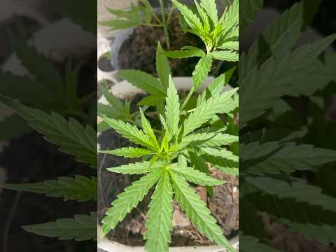 How to grow Cannabis Plants in extremely Hot conditions…