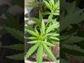 How To Grow Cannabis Plants In Extremely Hot Conditions