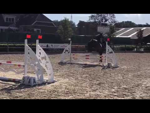 Manuel Albano - Hydra 4YO (Adagio de Talma x Crawford x Lord)