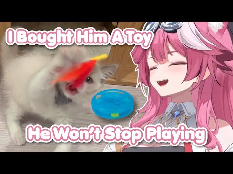 Raora Spoils John Cat and Instantly Regrets It Raora Spoils John Cat and Instantly Regrets It