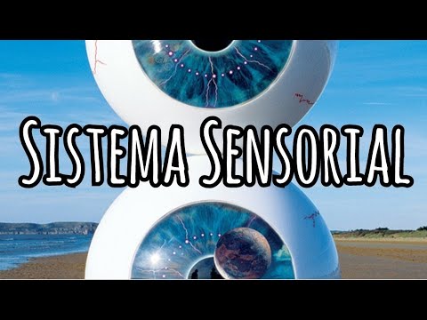 Sistema sensorial