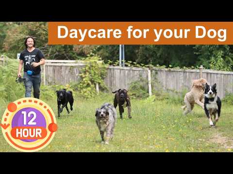 🐕‍🦺🐕🌧🌲 Daycare for your dog 🐕‍🦺🐕🌧🌲  Keep your dog busy while you are away or while you hang out