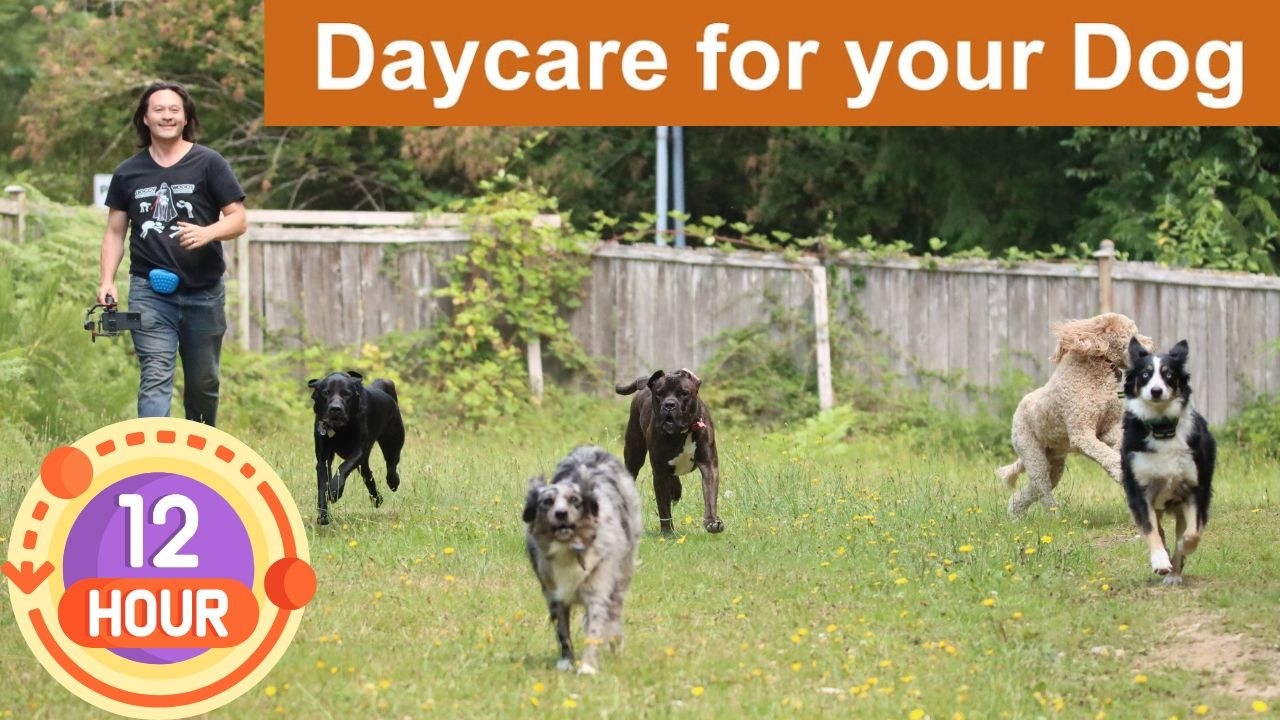 🐕‍🦺🐕🌧🌲 Daycare for your dog 🐕‍🦺🐕🌧🌲  Keep your dog busy while you are away or while you hang out