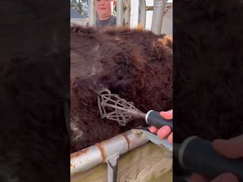 Let’s Go Branding! | Bull Calf #bull #letsgo #shorts