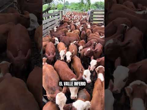 🐂🔥 ¡La Fiesta del Novillito se vivió a pleno en 28 de Julio! #chubut #patagonia #fiesta #tradición
