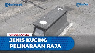 Di Balik Makam di Trotoar Jalan Ir Soekarno Sukoharjo, Terungkap Jenis Kucing Peliharaan Raja