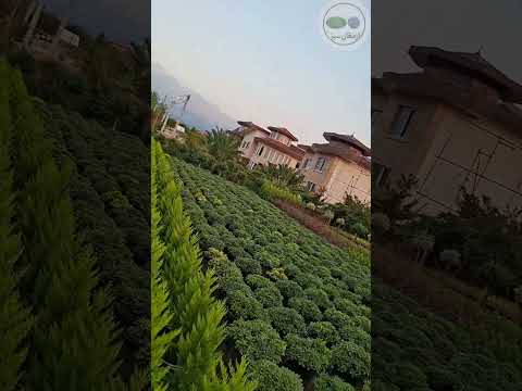 گیاه‌ات رو از ما بخر کیفیت رو خودت ببین