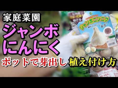 , title : '【家庭菜園向け】ジャンボニンニクの育て方 つるつる植えで『病気に強く丈夫に育つ植え方』（ポット苗の作り方）'