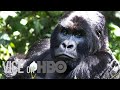 The Park Rangers Protecting The Congo S Gorillas