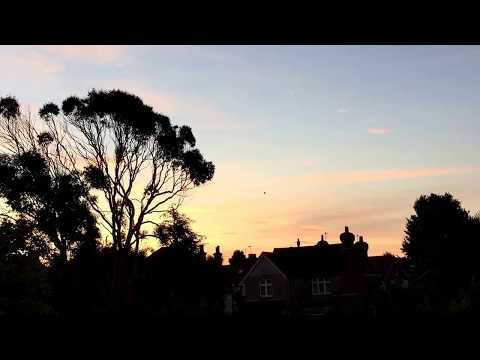 Dawn Chorus. Birdsong at Sunrise. Brighton