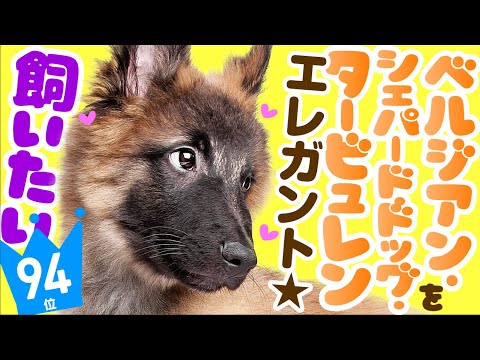 園芸 シェルヴィス、ベルル・デ・シェパード、シルイ、ジロール