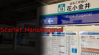 Scarlet Hanakoganei【合作】