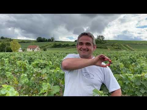 Vendanges chez Aude et Boris