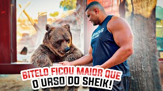 BITELO ASSUSTOU O URSO DO SHEIK COM SEU TAMANHO EM DUBAI