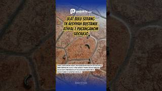 ULAT BULU SERANG TK AISYIYAH BUSTANUL ATHFAL 1 PUCANGANOM SIDOARJO