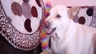 dog barking to save teddy