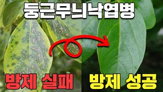 한번 소독으로 85%방제 가능ㅣ둥근무늬낙엽병ㅣ 1차, 2차, 3차