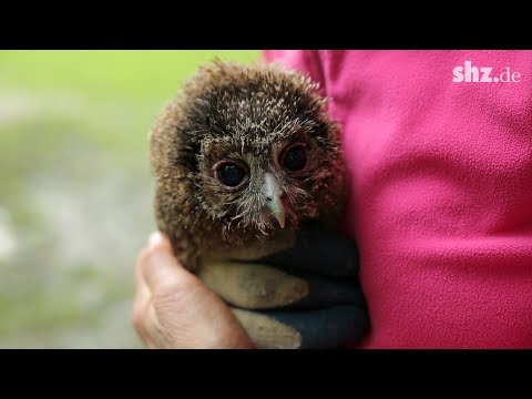 Nach Krähenattacke: So wird der verletzte Waldkauz aufgepäppelt