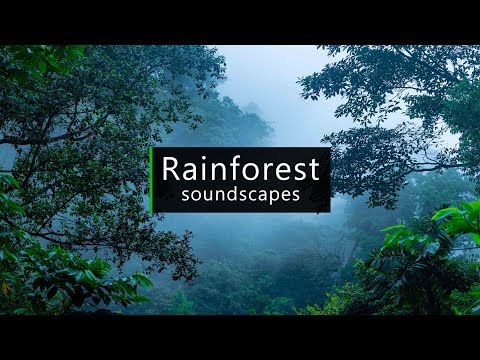 Rainforest sounds - Costa Rica jungle atmosphere
