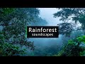 Rainforest Sounds Costa Rica Jungle Atmosphere