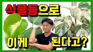 알보 몬스테라 무늬, 식물등 열심히 쬐주면 좋아지나요?
