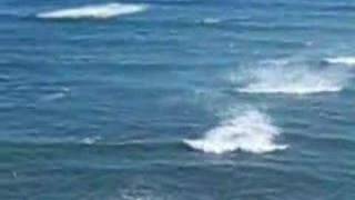 Waikiki Sinistro - (3)DIAMOND HEAD