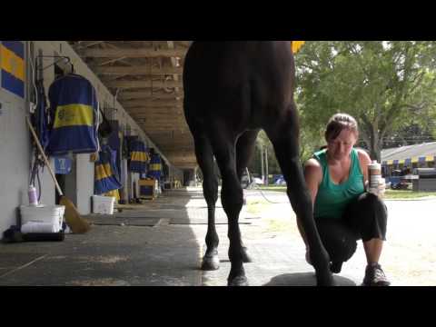download lagu mp3 mp4 Ball Solution Para Caballos, download lagu Ball Solution Para Caballos gratis, unduh video klip Ball Solution Para Caballos