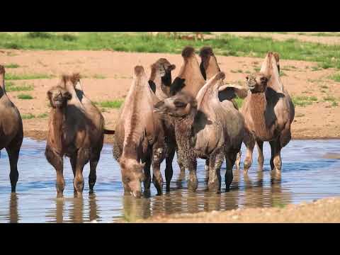 Camel -Jamel the Camel - Jamil and Jamila - Camels depart on a desert journey
