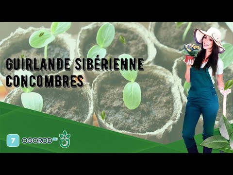 , title : 'Guirlande sibérienne concombres'