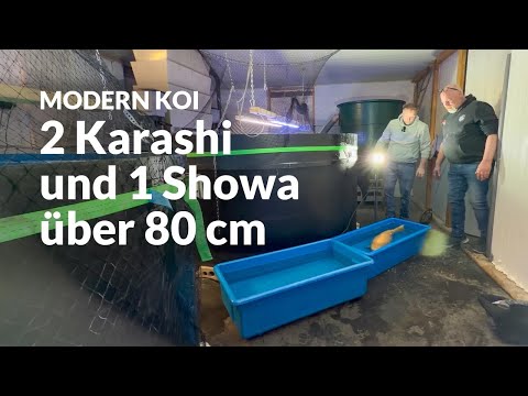 Georgs Aufzucht-Ergebnisse Teil 2 | Modern Koi Blog #7925