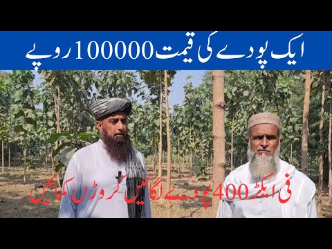 Sagwan tree farming  _teak tree farming _sagwan ki kasht |best plant farming in Punjab Pakistan